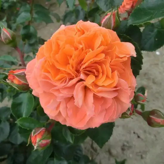 75-90 cm - Trandafiri - Orangerie ® - 